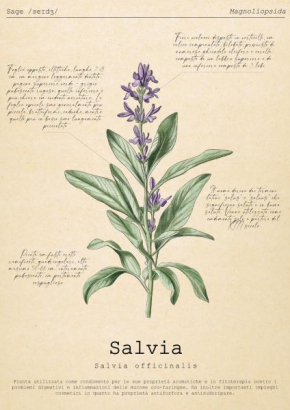 Le Floreali - Casa Salvia Bolsena